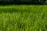 A lush, green lawn stretches across the foreground, with dewdrops glistening on the blades of grass in the sunlight. The grass appears well-maintained and vibrant, with a softly blurred background of more greenery, suggesting a garden or park setting.