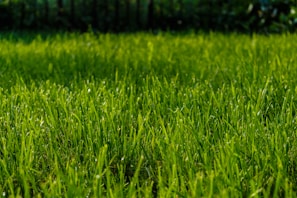 A lush, green lawn stretches across the foreground, with dewdrops glistening on the blades of grass in the sunlight. The grass appears well-maintained and vibrant, with a softly blurred background of more greenery, suggesting a garden or park setting.