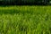 A lush, green lawn stretches across the foreground, with dewdrops glistening on the blades of grass in the sunlight. The grass appears well-maintained and vibrant, with a softly blurred background of more greenery, suggesting a garden or park setting.