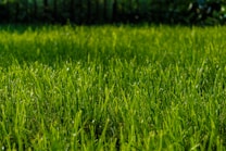 A lush, green lawn stretches across the foreground, with dewdrops glistening on the blades of grass in the sunlight. The grass appears well-maintained and vibrant, with a softly blurred background of more greenery, suggesting a garden or park setting.