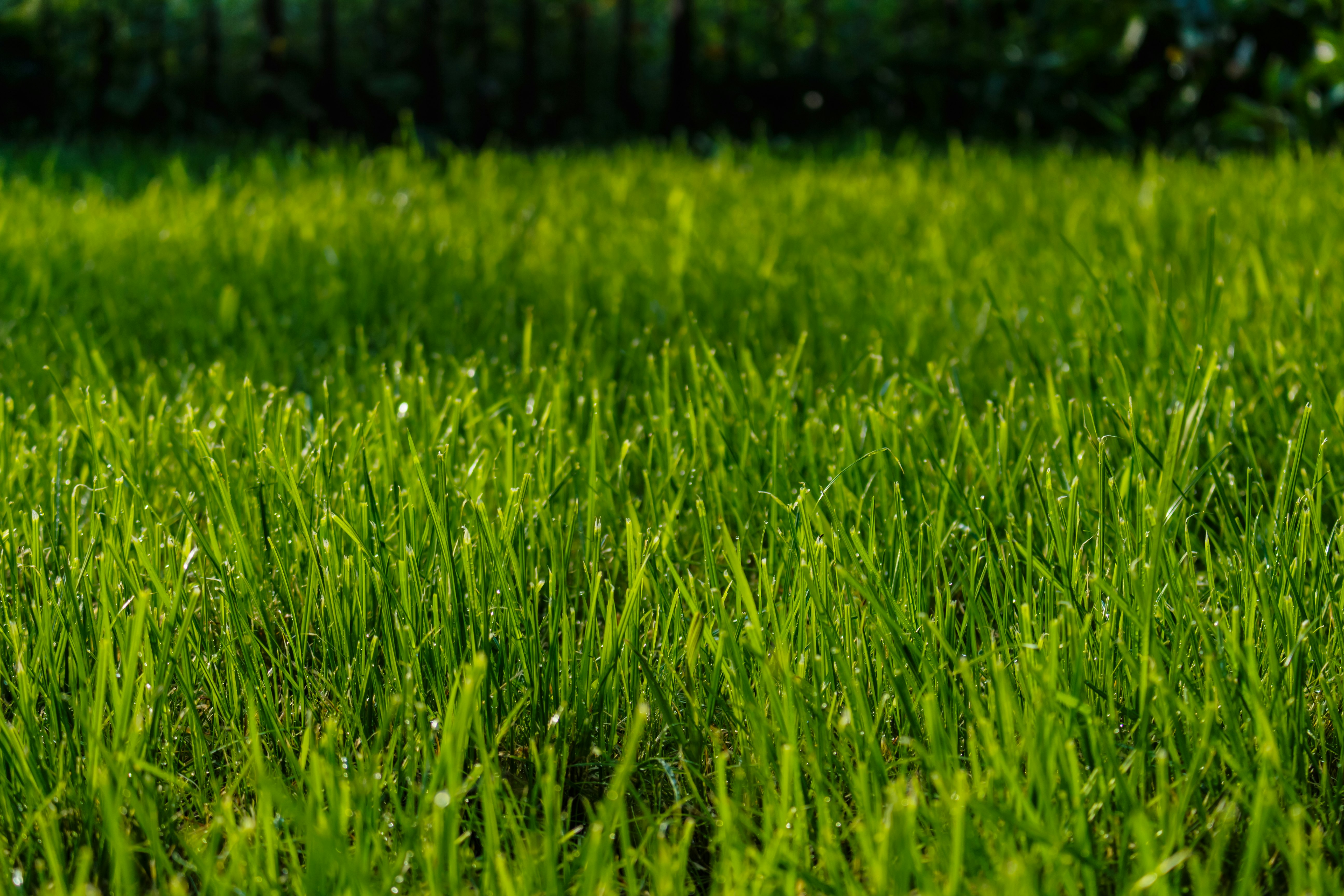 Lawn Mowing