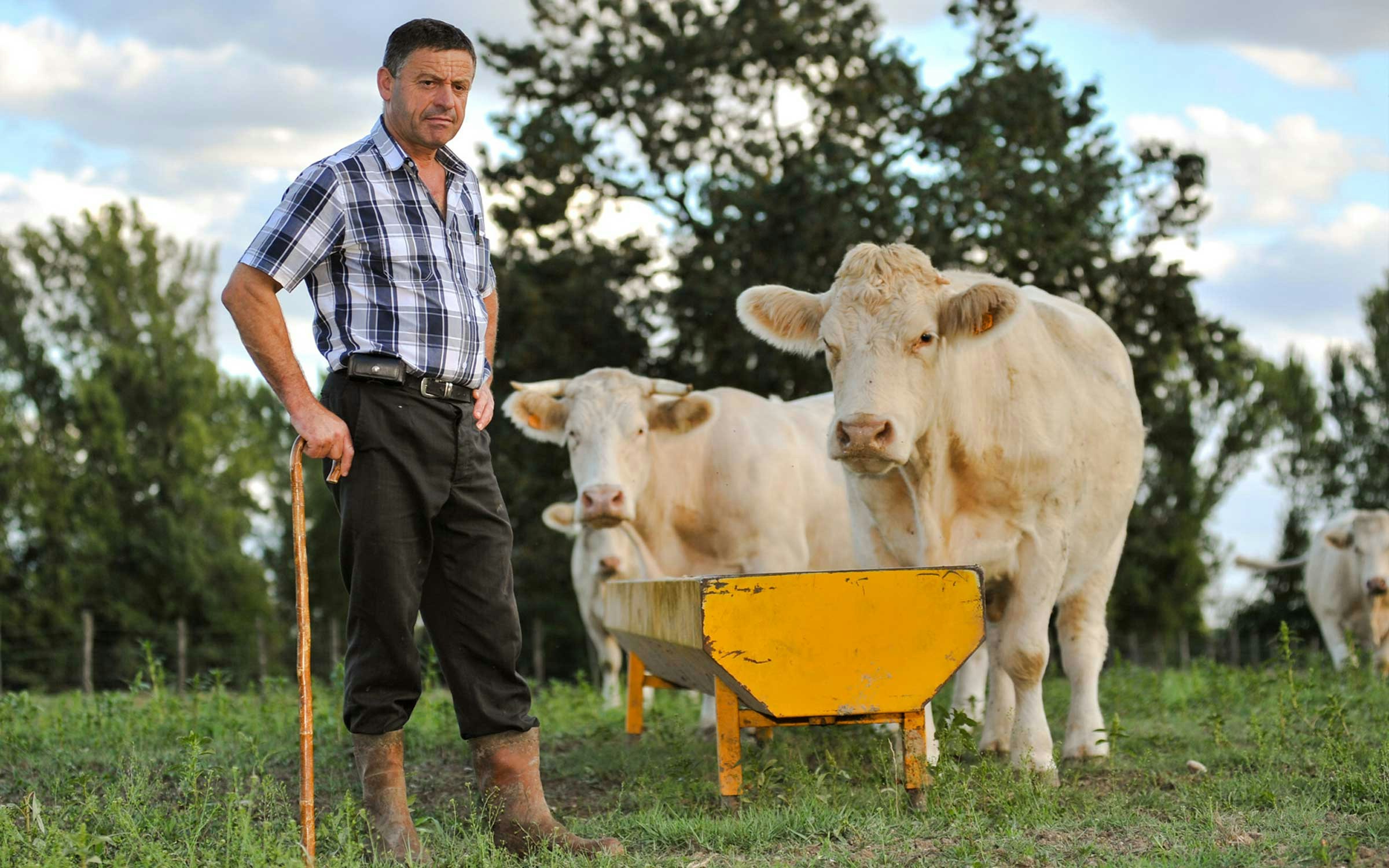A farmer standing in a field next to his cows that are drinking water out of a yellow trough