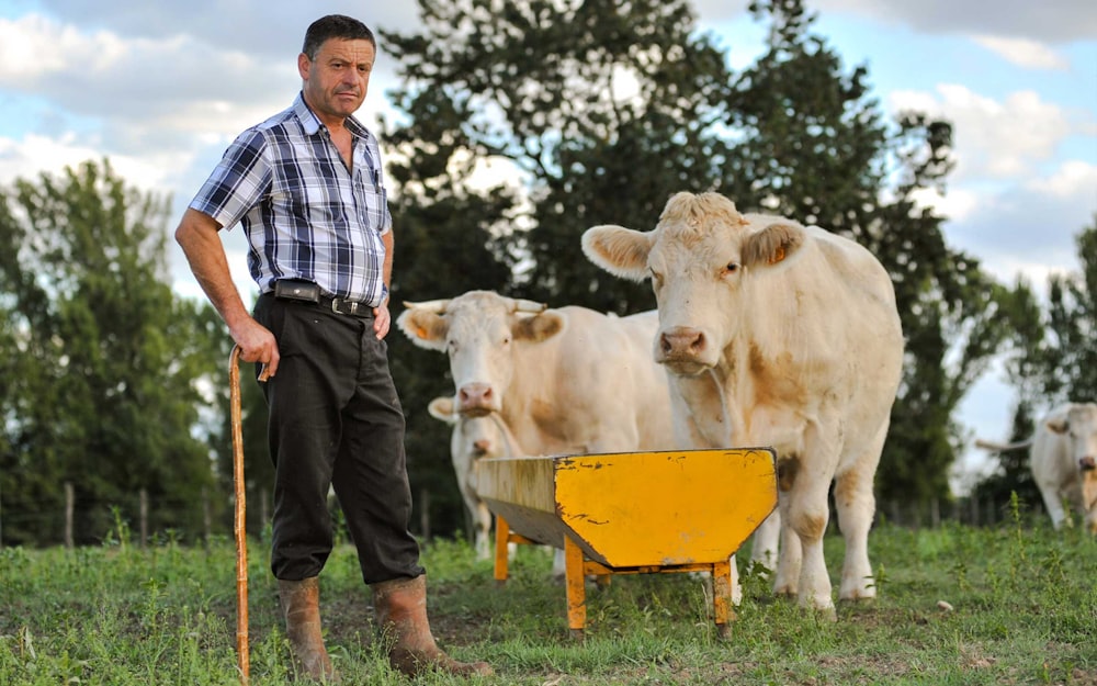 A farmer standing in a field next to his cows that are drinking water out of a yellow trough