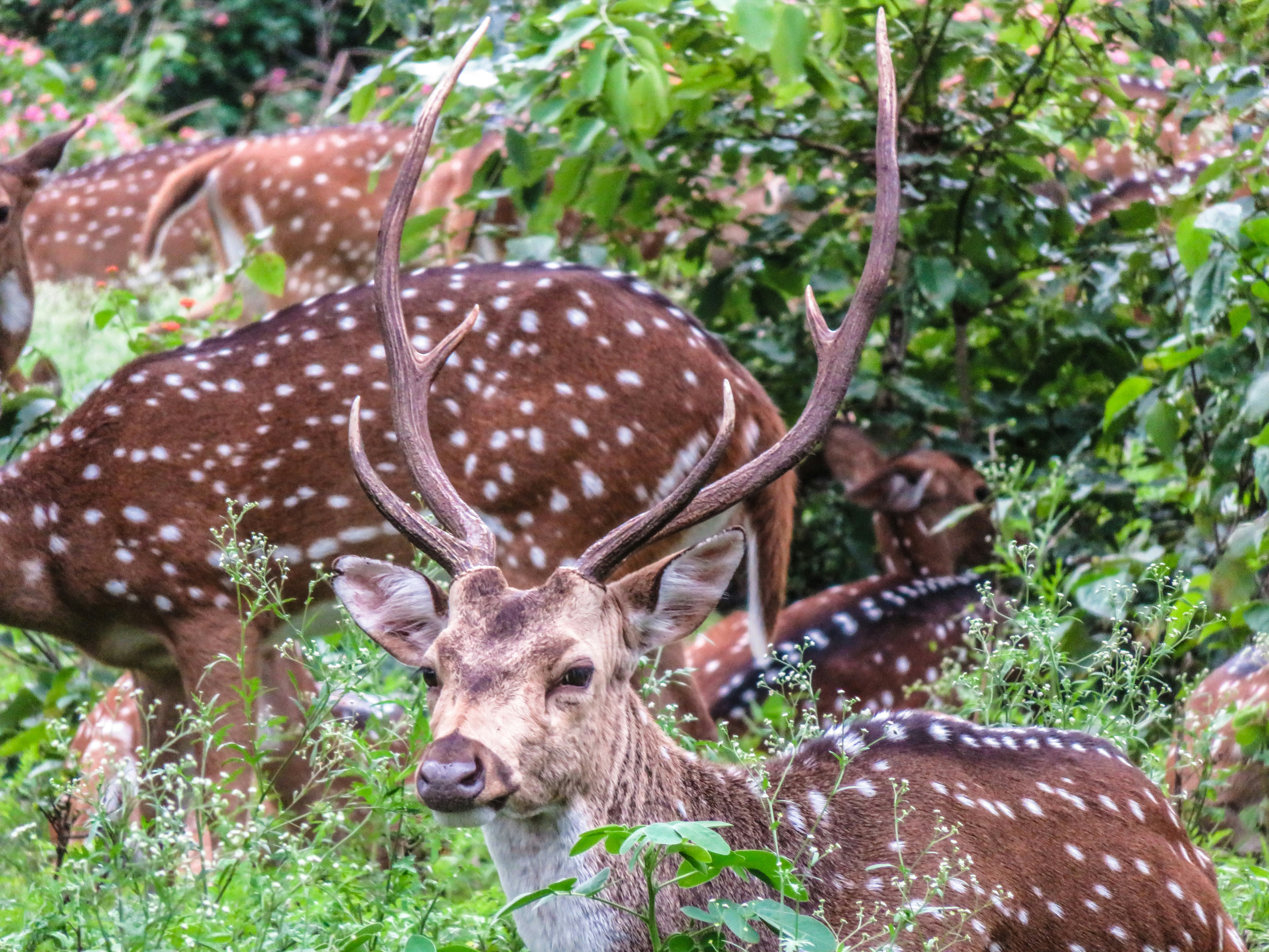 Tragic Incident: Spotted Deer Mauled to Death on University of Hyderabad Campus