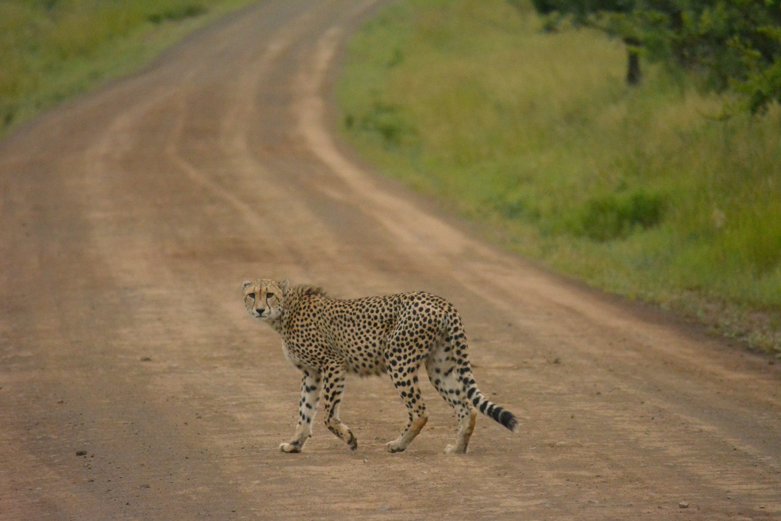 Nikon D5200 + Nikon AF-S DX Nikkor 55-300mm F4.5-5.6G ED VR sample photo. Cheetah near green grass photography