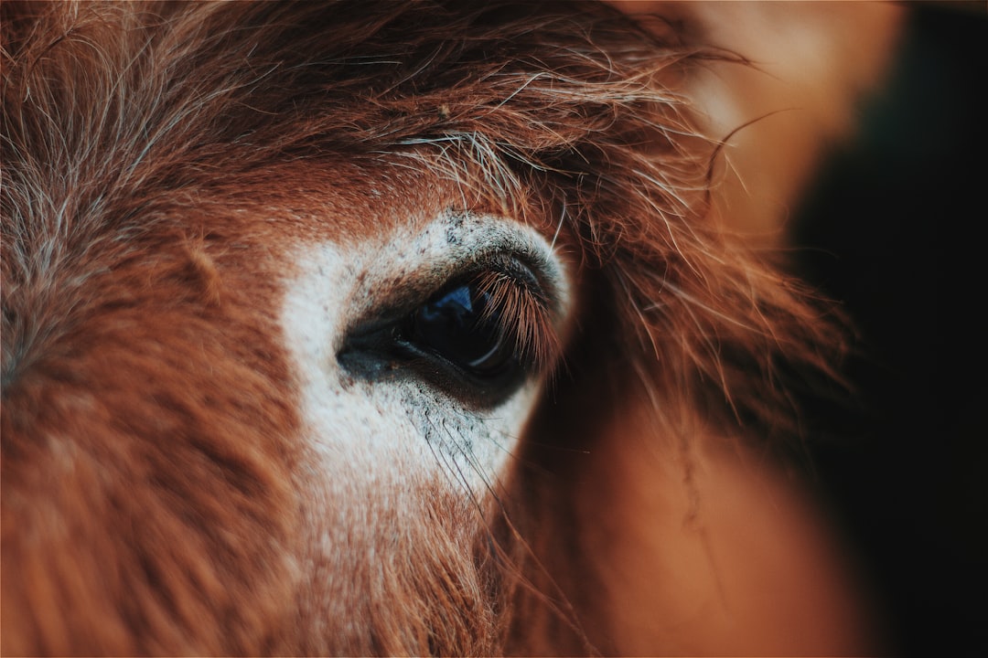 macro photo of camel at daytime