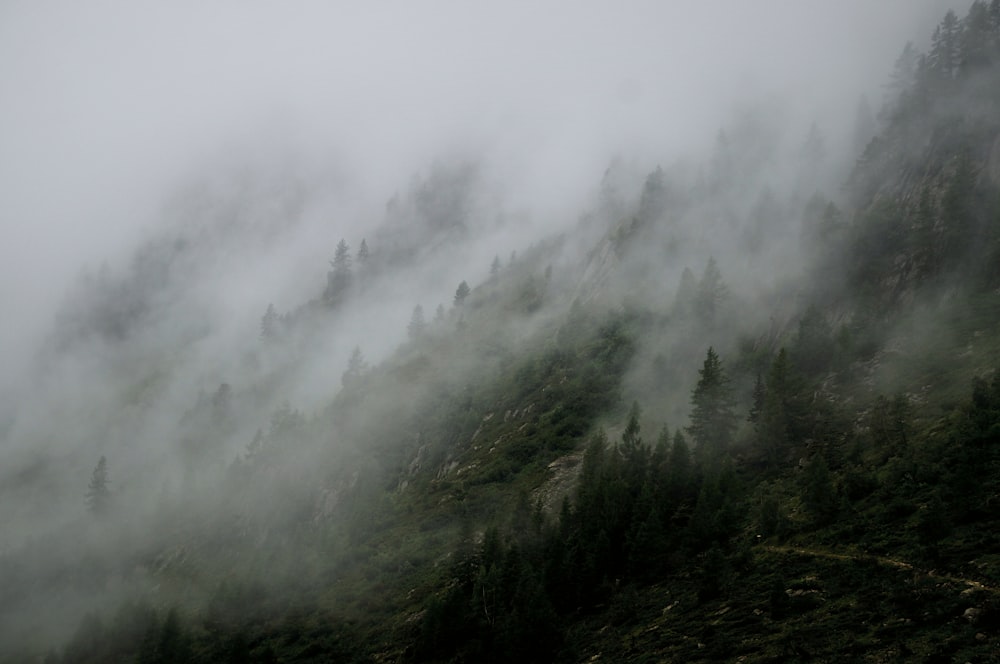 arbres à feuilles vertes avec des brouillards