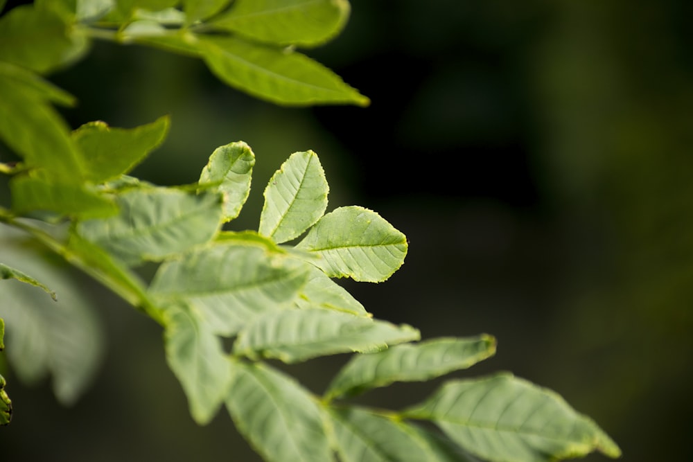 green leaf in close up photography