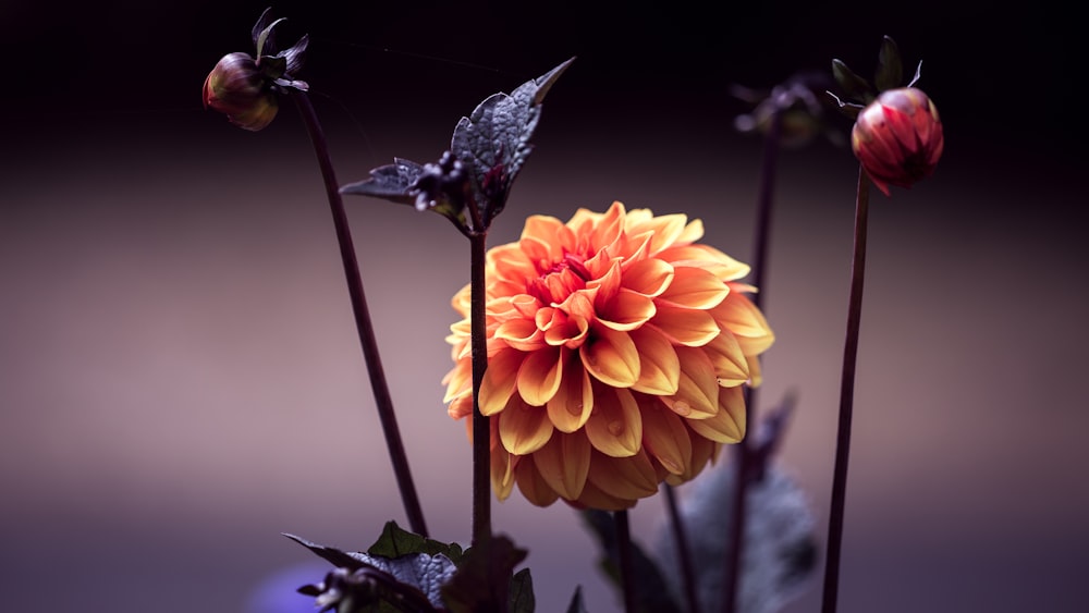 macro shot photo of orange flower