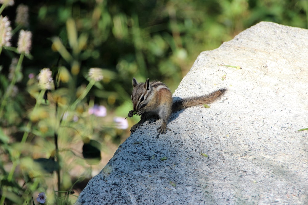 brown squirrel on gray rock during daytime