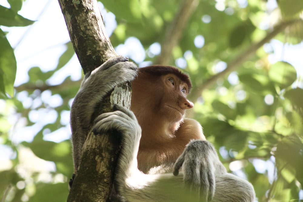 Macaco marrom segurando em um galho de árvore durante o dia