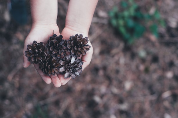 children holding brown conifer cones during daytime