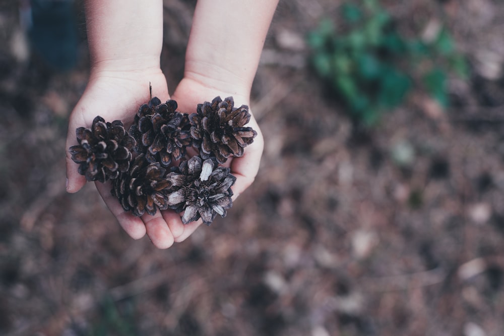 children holding brown conifer cones during daytime