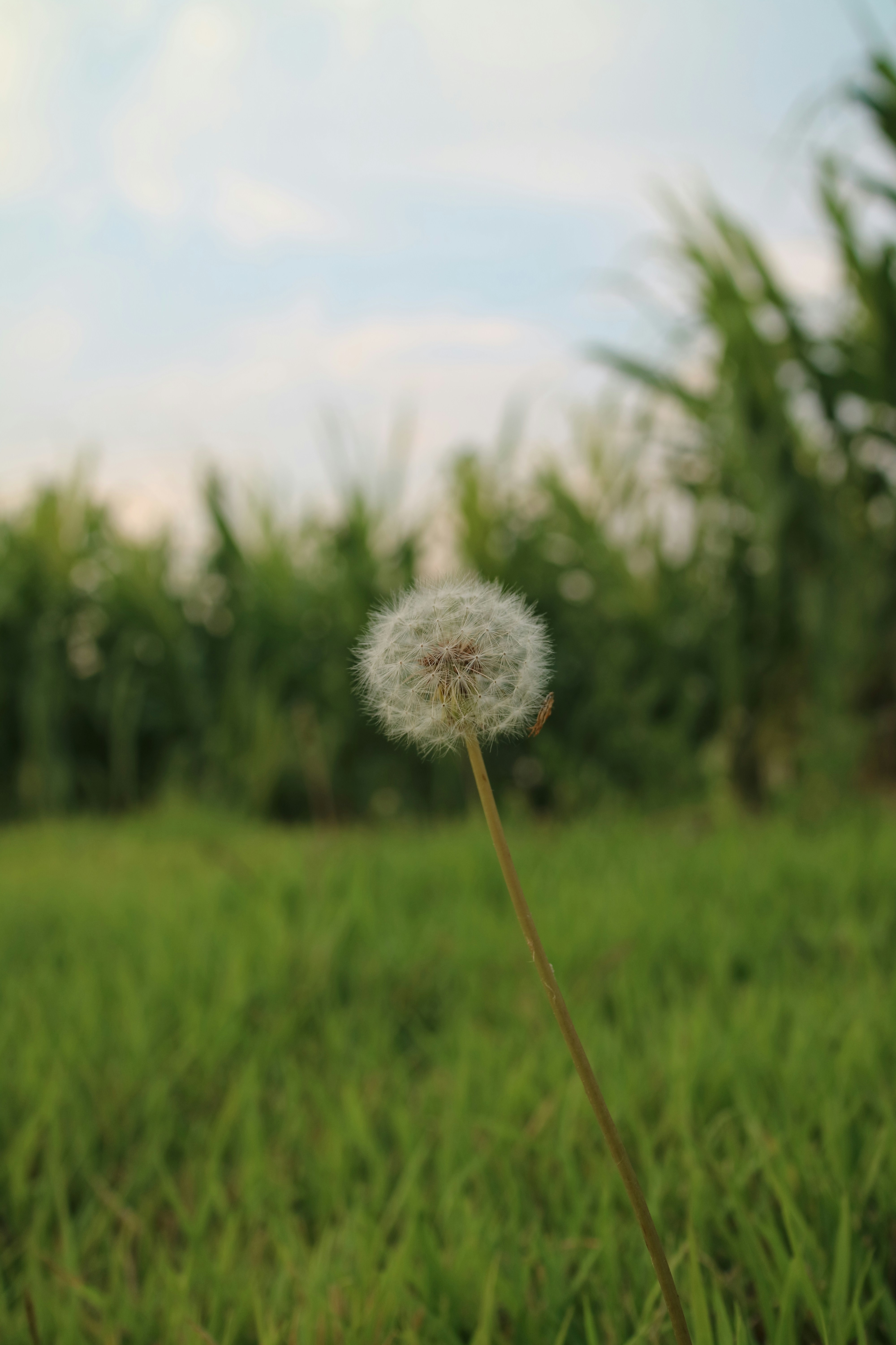 Free Unsplash photo from CHAN Y