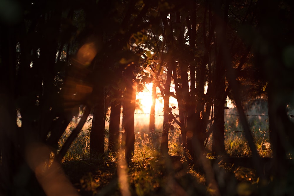 盛り合わせツリー写真