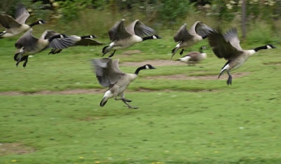 A flock of geese flying low over a snowy wetland at dawn.