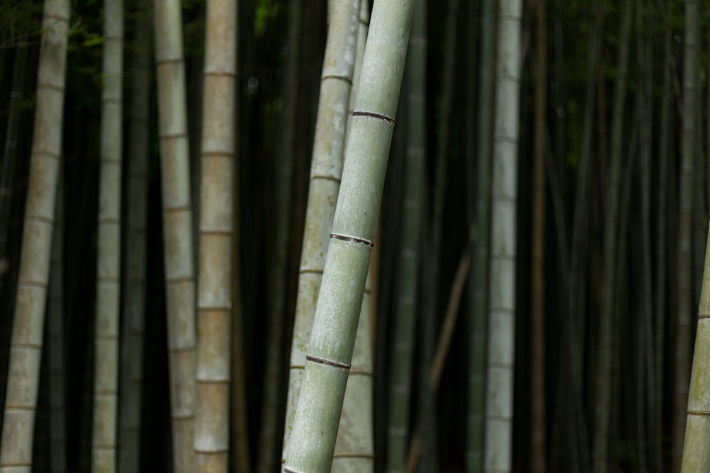 Fotografia a fuoco selettiva di alberi di bambù