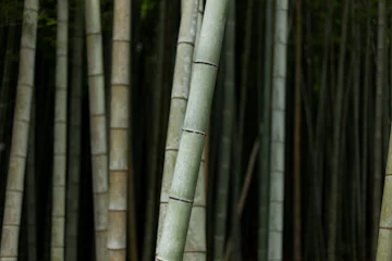 Arashiyama Bamboo Grove, Kyoto, Japan