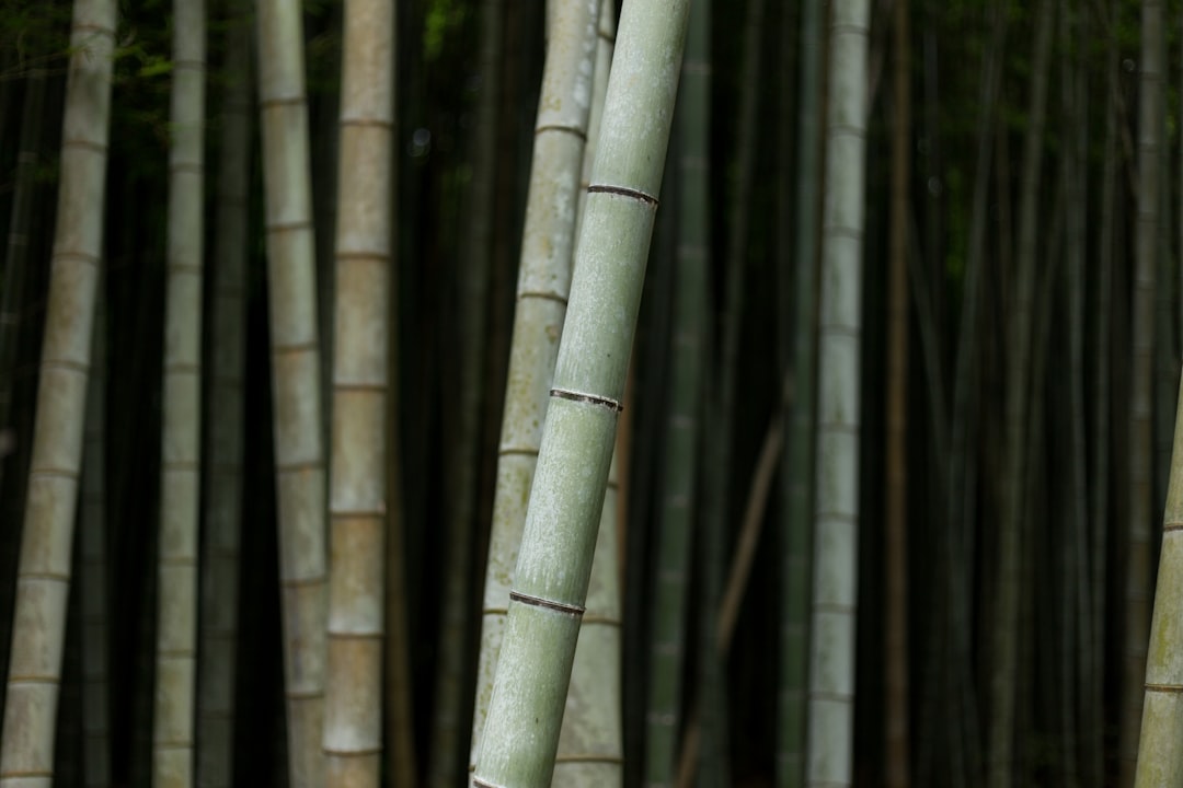 In the summer heat, we welcomed the cool coverings of the bamboo plants. Off to the side, before the main path, I found the darkness of the grove a compliment to the bright sun outside and took a photographer of these plants.