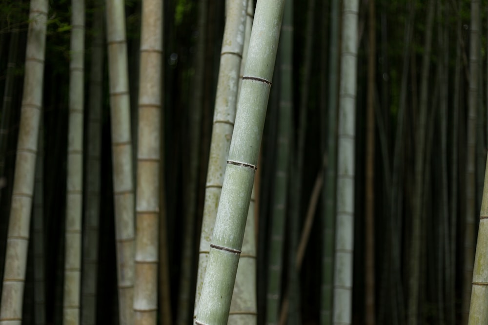 selective focus photography of bamboo trees