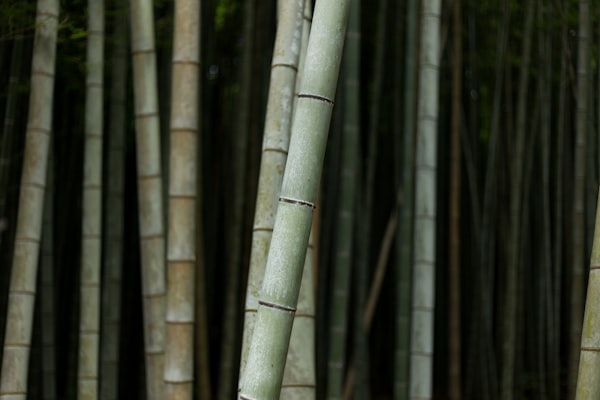 Bambou — Énergie renouvelable / Bamboo — Renewable energy