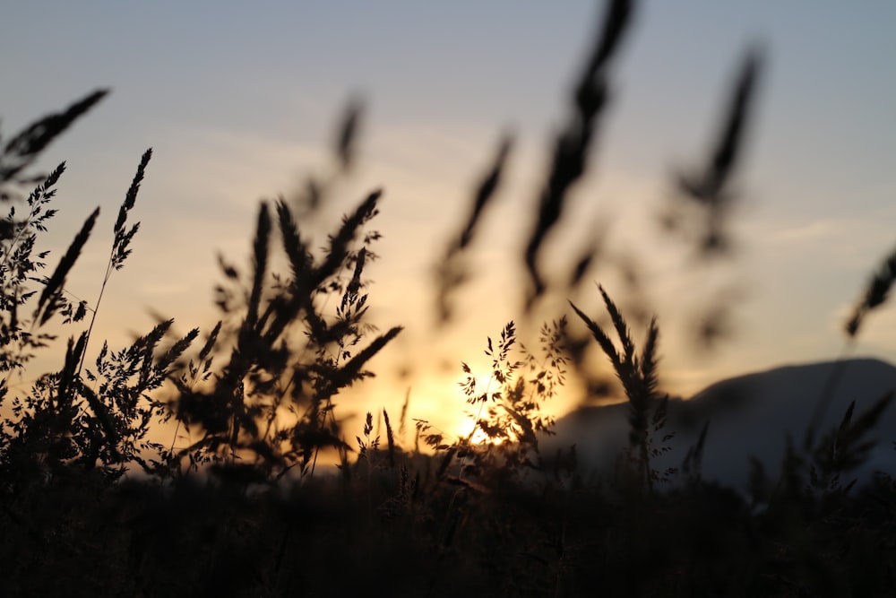 sunset view on the mountain photography