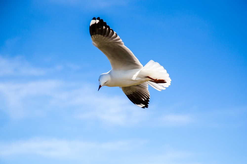 black and white bird flying under blue sky