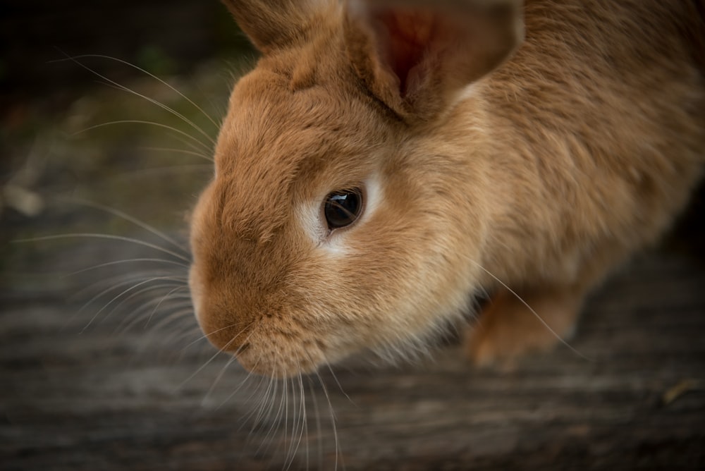 lapin brun dans la mise au point peu profonde