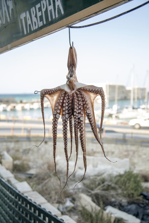 Octopus decoratie