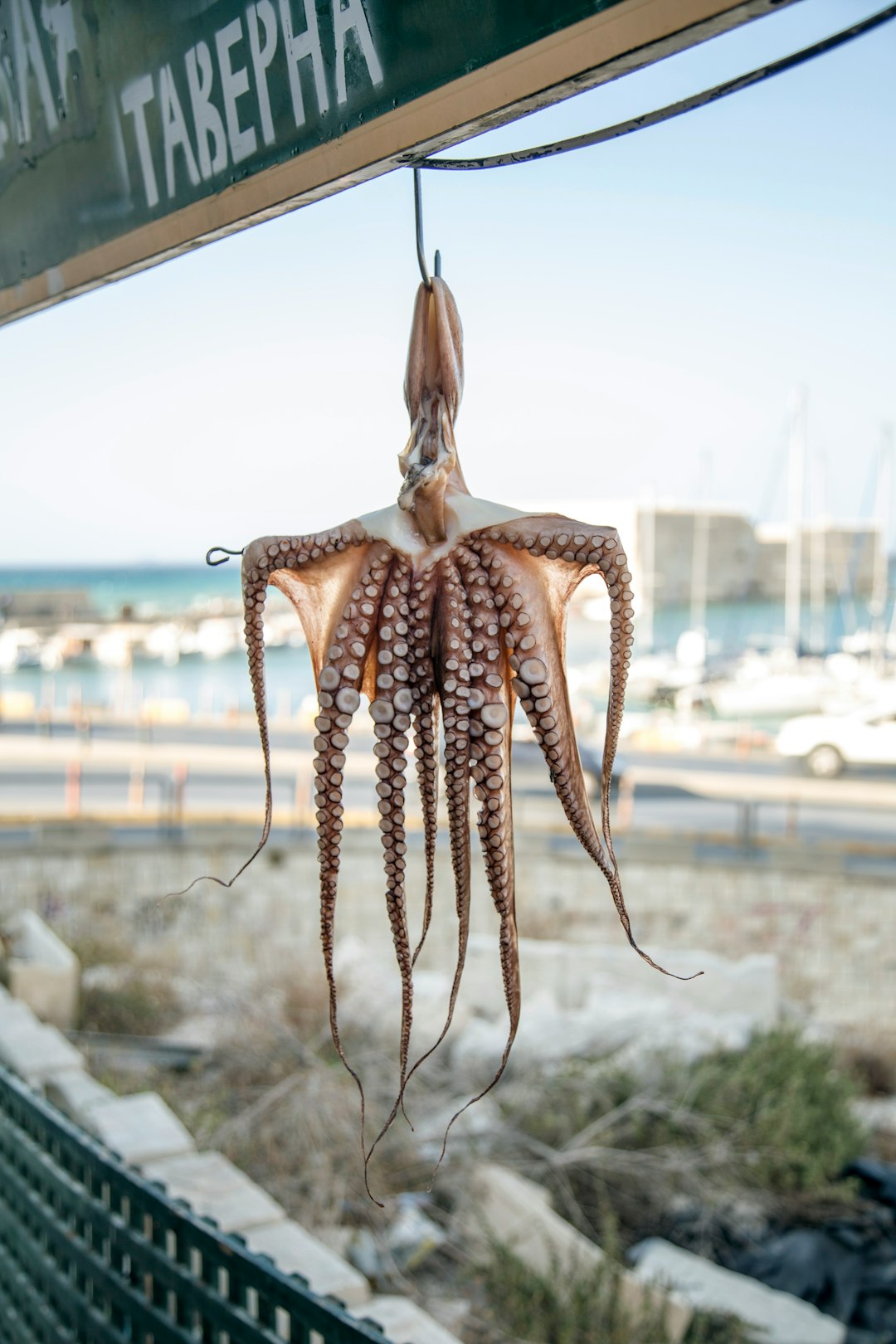 brown octopus