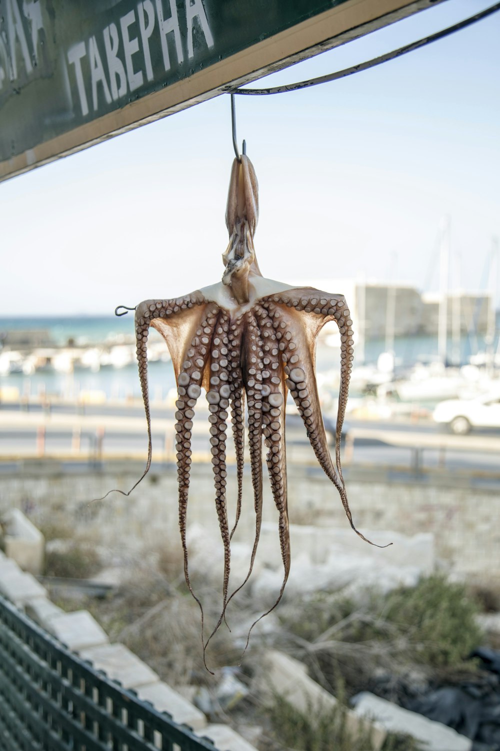 brown octopus