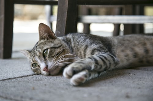 ¿Cómo viven el luto los perros y los gatos al perder a un ser querido? - photo-1469533077993-688b0bf0ad33?ixlib=rb-1.2