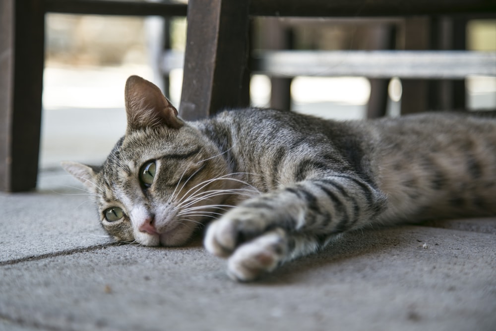 地面に横たわる銀色のぶち猫