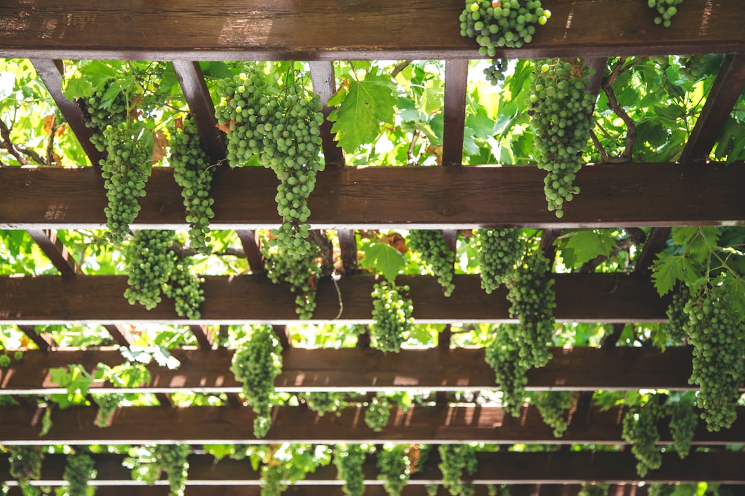 green grapes hanging on brown wooden arboire