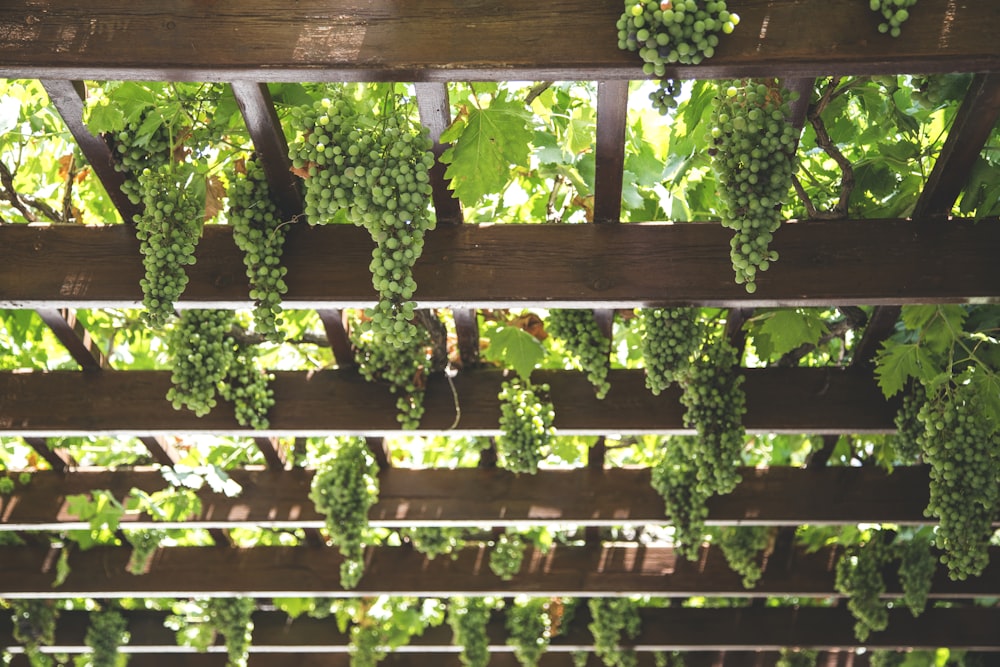 green grapes hanging on brown wooden arboire