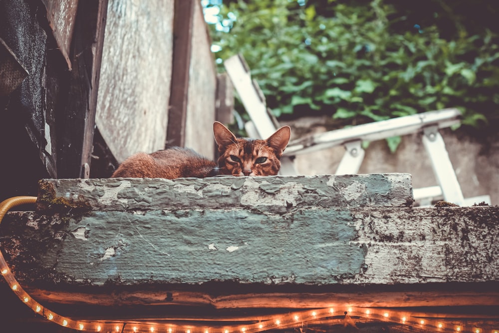 a cat laying on top of a wooden bench