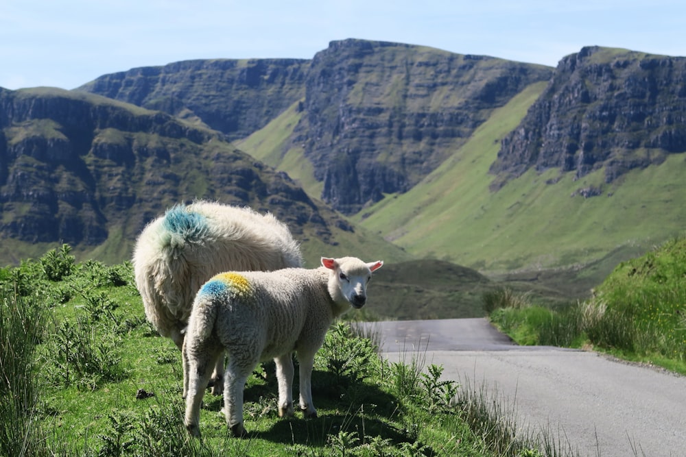 two white lambs