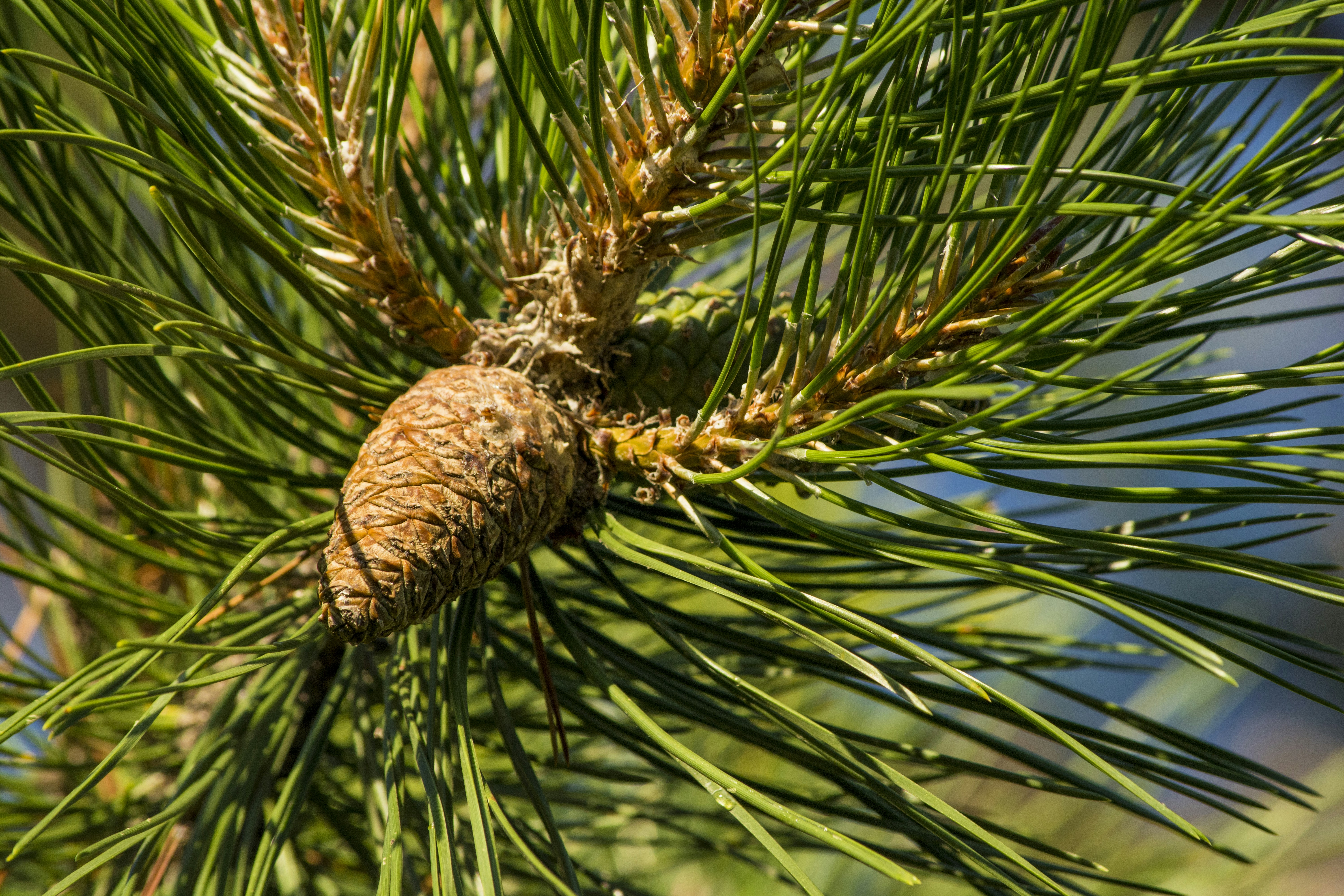 Free Unsplash photo from Rodrigo Rodriguez