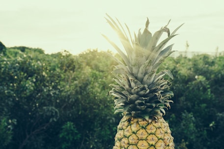 A vibrant Costa Rican pineapple farm bathed in morning sunlight.