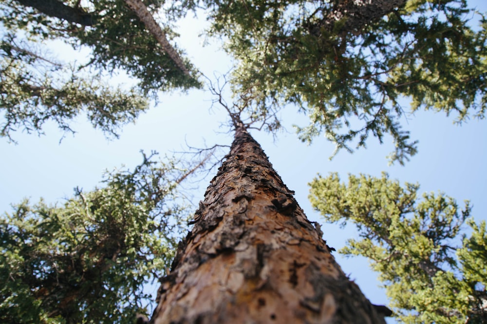 Photographie en gros plan d’un arbre nu pendant la journée