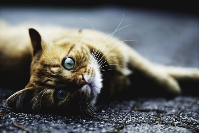 愈年長的貓咪愈容易罹患腎臟病？！２分鐘帶你認識更多染病原因