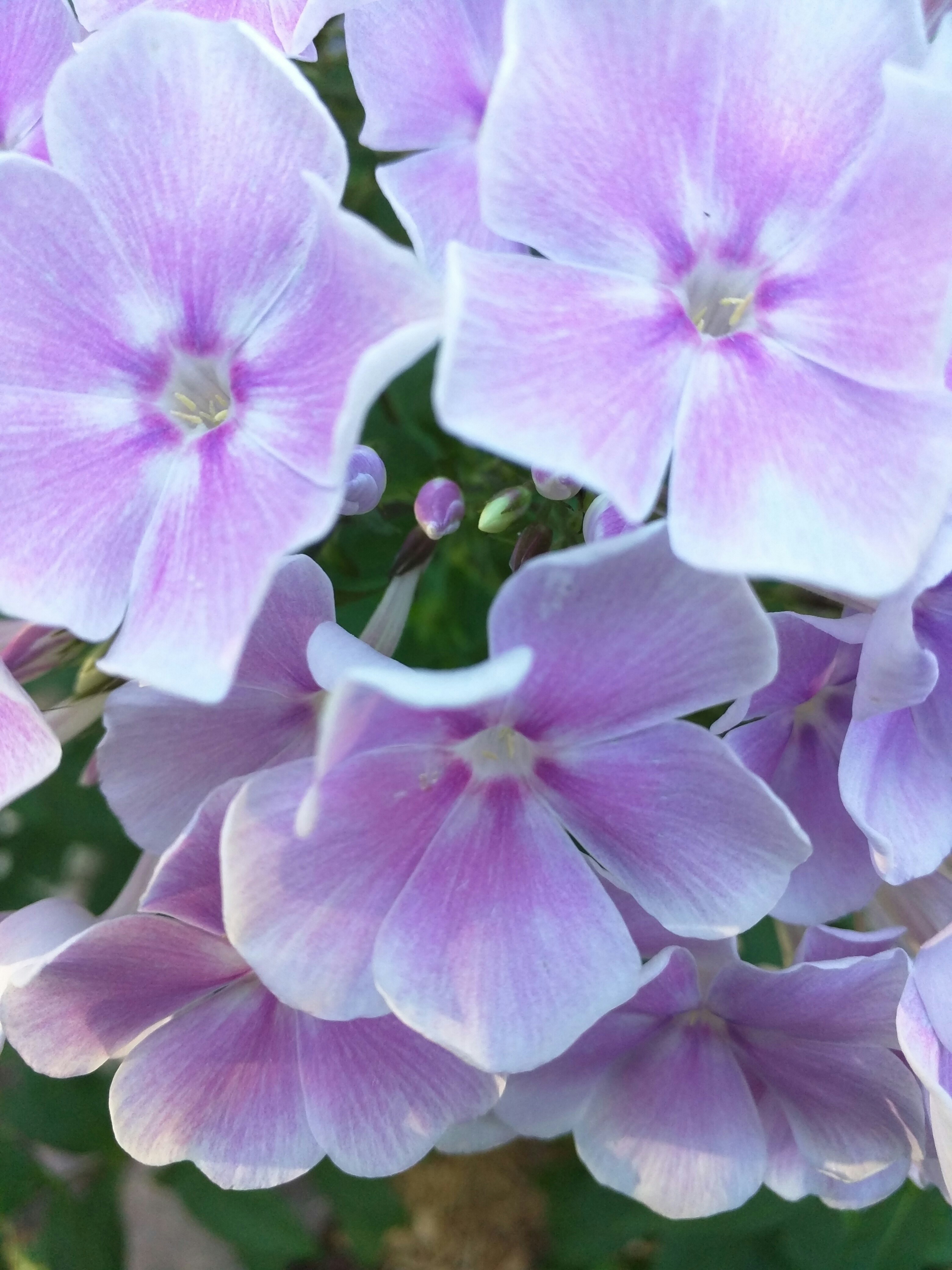 Free Unsplash photo from Paul Sikkema