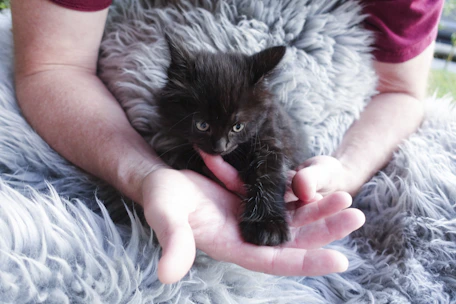 A tiny kitten wrapped in a soft blanket being gently bottle-fed by caring hands.