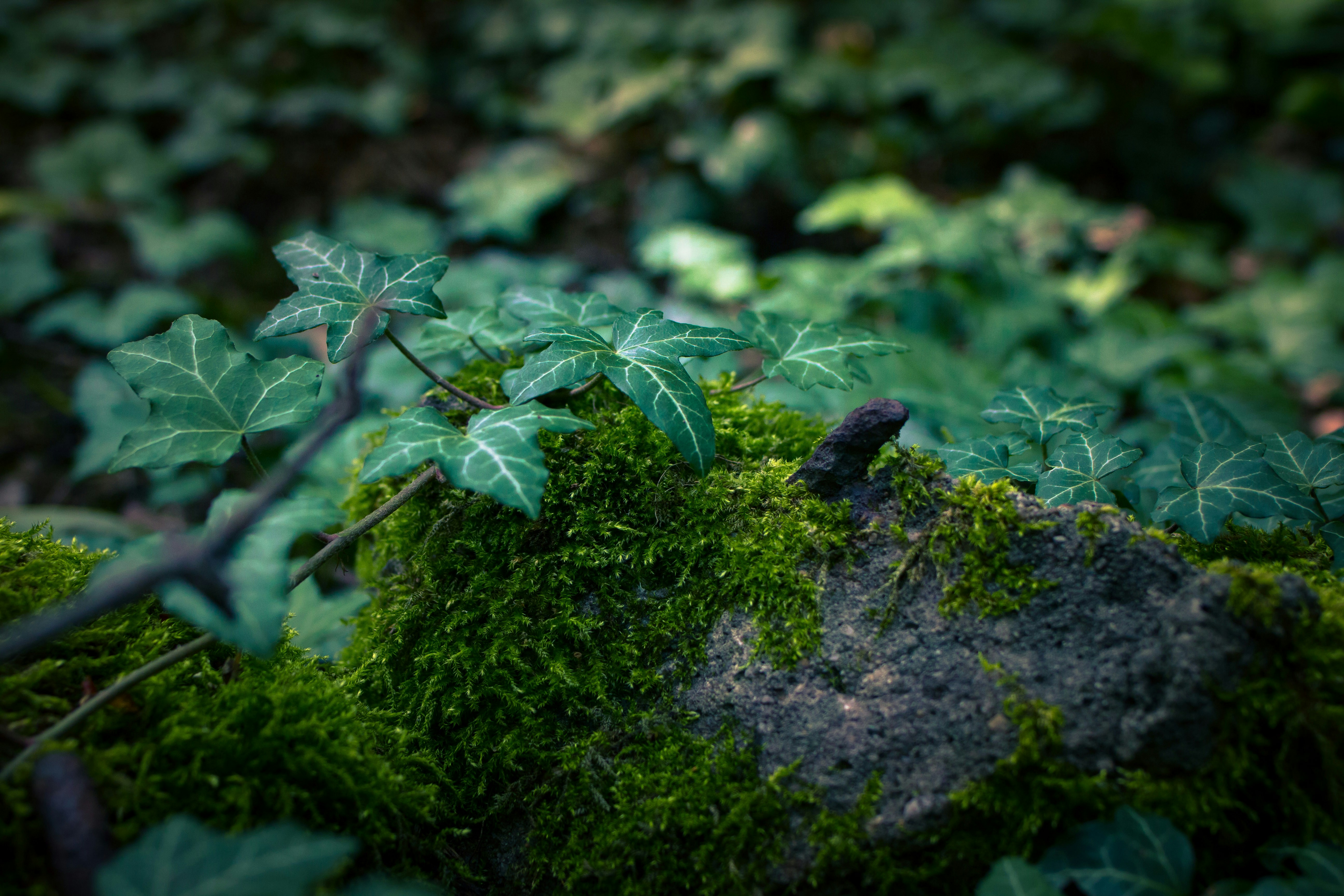 Free Unsplash photo from Dominic Vogl