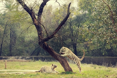 Two white tigers are in a lush, green environment. One tiger is lying on the ground next to a small water body, while the other is playfully climbing a large, leafless tree. The background consists of dense foliage and trees, creating a natural habitat scene.