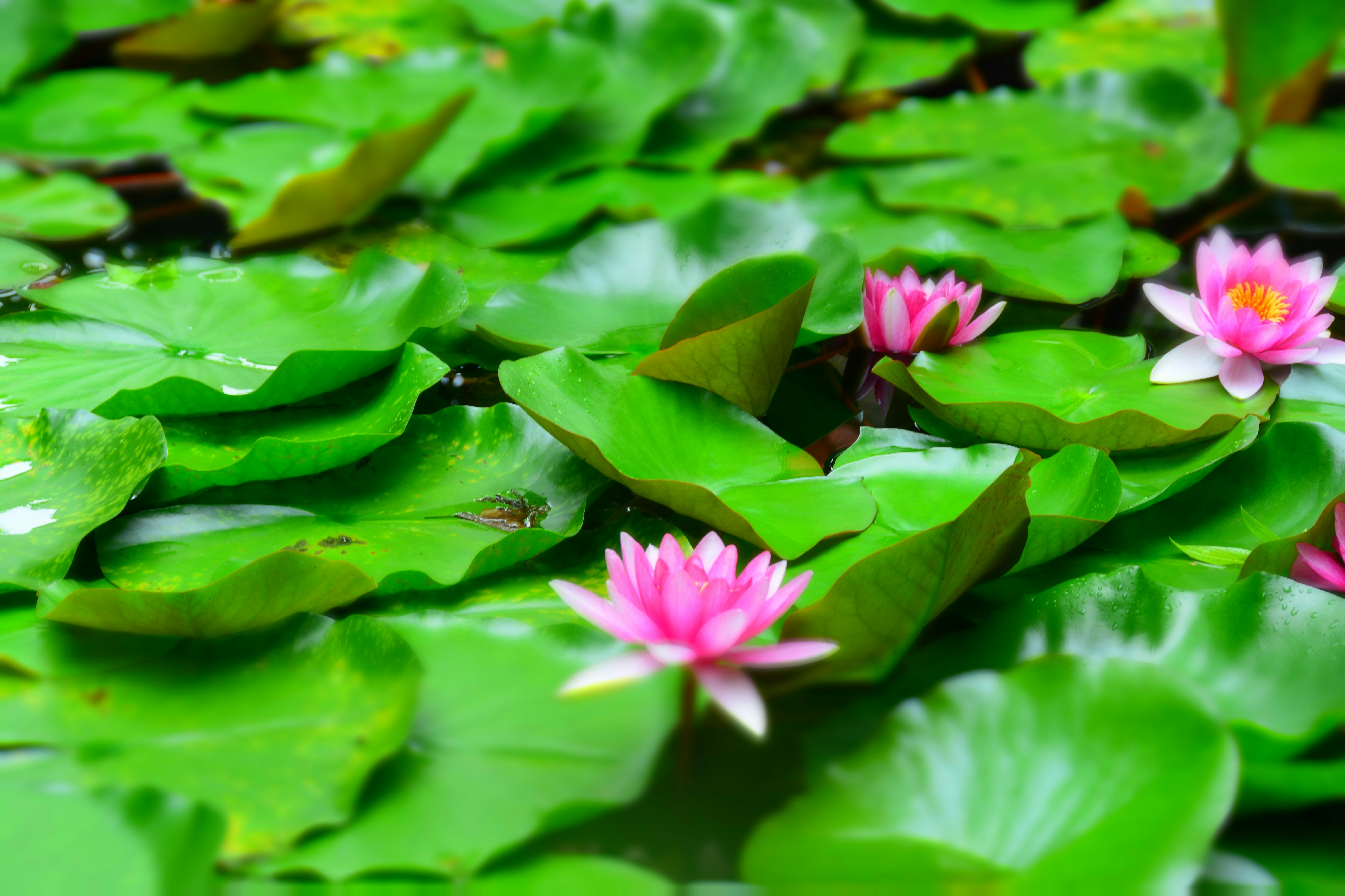 Free Unsplash photo from Chen Yu