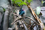A colorful bird perched on a branch in the Pirin mountain wilderness.