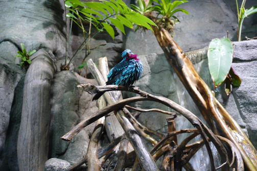 A colorful bird perched on a branch in the Pirin mountain wilderness.