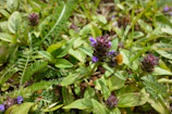 Coloured pencil sketch of wildflowers with a bumblebee hovering nearby.