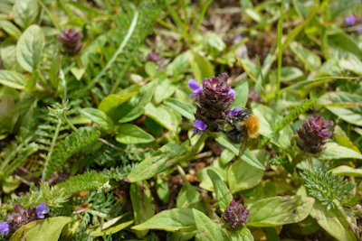 Coloured pencil sketch of wildflowers with a bumblebee hovering nearby.
